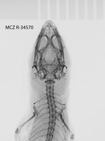 Media type: image;   Herpetology R-34570